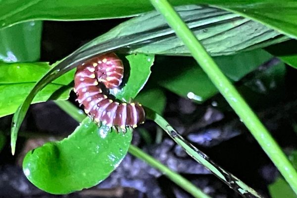 IMG-20240301-WA0043